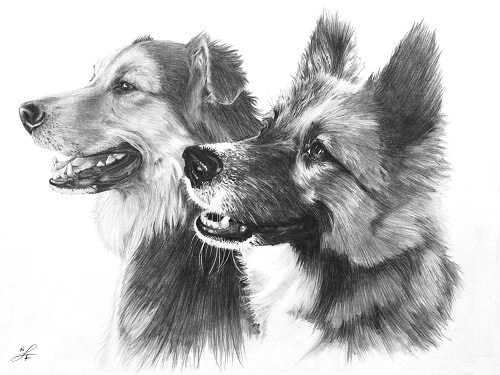 Dogs